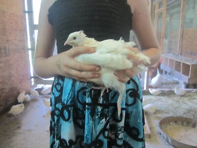 55 + Jumbo WhiteX Texas A&M Coturnix Quail Hatching Eggs - Image 1 of 2