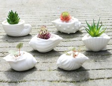 6 in Set Mini Trumpet Shell Shaped White Ceramic Succulent Plant Pot Cactus Pot