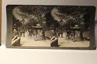 Stereoview   Japan 1   Spring And Cherry Blosssoms 1902 Stereo Travel Co