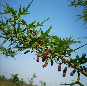 BeauFlora Mulberry ( Chicken Claw Mulberry , Graft ) Exotic 1 Bare-Root Plant - Picture 1 of 4