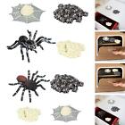 Spider Life Cycle Model Teaching Equipment Goodie Bag Fillers Science