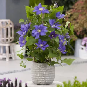 Patio Clematis Olympia(TM) Boulevard(R) (10.5cm pot) - Picture 1 of 6