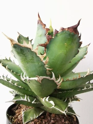 Agave Titanota, excepcional 24 cm Agave Oteroi, Red Catweazle Agave Oaxaca Wild  Foto 1 de 4