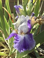 Re-Bloomer Tall Bearded Iris / ‘Fountain of Youth’