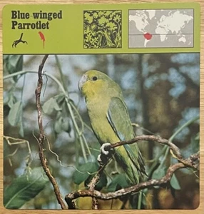 BLUE WINGED PARROTLET, 1977 EDITIONS RECONTRE 4 3/4" x 4 3/4" CARD - Picture 1 of 1