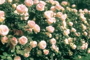 Eden Climbing Rose Plant 1.5 Gallon Potted Own Root 40+ Petals Pink Fragrant - Picture 1 of 4