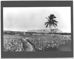 1870's EARLY HONOLULU & DIAMOND HEAD, BLACK & WHITE PHOTOGRAPH ON 8x10" MATT  - Picture 1 of 1