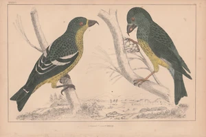 1840 antiker handkolorierter Druck von weißflügeligem Kreuzschnabel & amerikanischem Kreuzschnabel - Bild 1 von 1