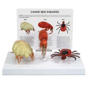 Canine Skin Parasites Anatomical Model GPI LFA #9095 SEE VIDEO Make Us an Offer! - Picture 1 of 5