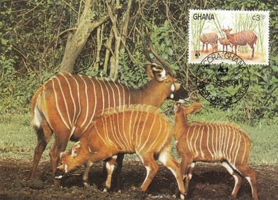 Antelope WWF Ghana Maxicard Postcard FDC (b) 1984 (151790) - Image 1 of 2