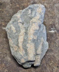 Rugose Koralle Kolonie Fossil Exemplar Devon Ära aus Alpena Michigan - Bild 1 von 4