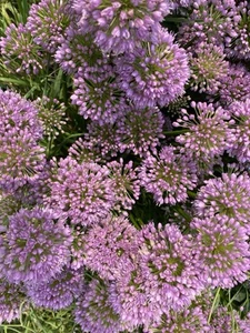 3+Allium Bare Roots/ Starter Plants Millennium Allium For Immediately Plant - Picture 1 of 6