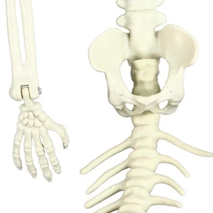 Life Size Poseable Skeleton Outdoor Decor Realistic Halloween Prop - Picture 1 of 12