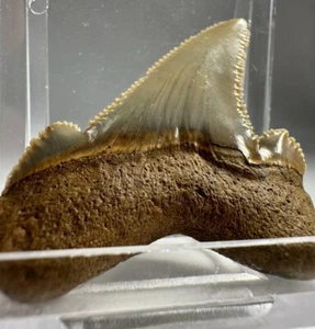 1.70 In Colorful Auriculatus Sharktooth Fossil Harleyville SC Megalodon Ancestor - Picture 1 of 12