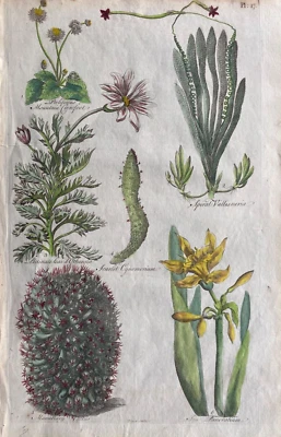 Impresión antigua 1756; impresión botánica n.º 17 de 'Eden...' de Sir John Hill Foto 1 de 4