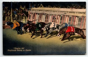 Postal They're Off Greyhound Racing en Florida FL PM 1953 - Imagen 1 de 2