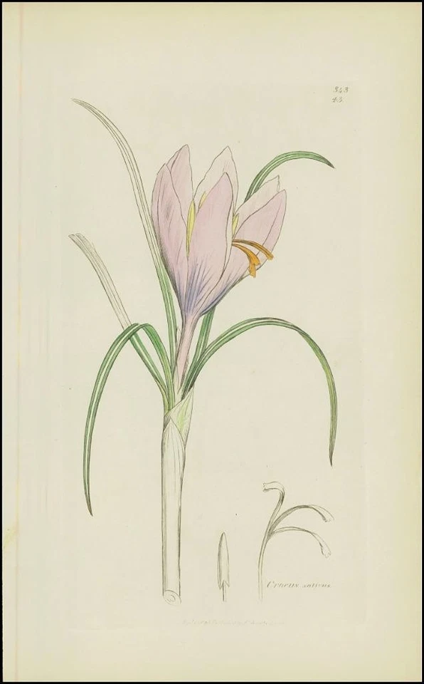 1832 Crocus Sativus Herbstkrokus Botanischer handkolorierter Druck (SD102) - Bild 1 von 1