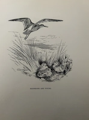 Antigua impresión de aves de 1923 - Redshank & Young - Roland Green - arte de vida silvestre costera Foto 1 de 4