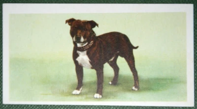 Tarjeta ilustrada KE01 Staffordshire Bull Terrier 1957 vintage Foto 1 de 2