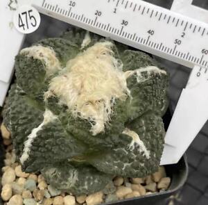 6cm Rare Succulent Live Plant Ariocarpusfissuratus 'Godzilla' Self Rooted