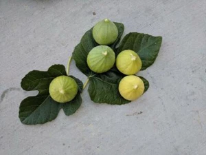 Five (5) Garnsey White Fig Tree Un-Rooted 8" Long Cuttings, Freshly Cut to Order - Picture 1 of 3