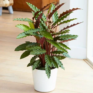 Lovely 30-40cm Potted Calathea Elgergrass Air Purifying Indoor Houseplants - Picture 1 of 5