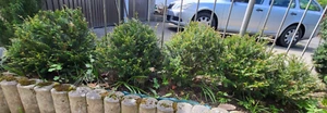 11 Zwergeiben 'Kleiner Grüner' (Taxus Baccata) Kugeln 20 - 40 cm - Buchsersatz - Bild 1 von 2