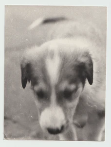 Foto Pequeño Perro Hocico Mascota Adorable Mascota Foto Borrosa de Colección - Imagen 1 de 2