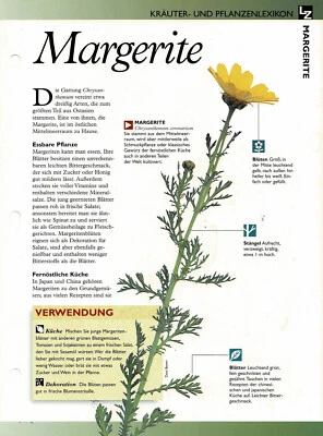 Margerite / Kräuterinfokarte - Bild 1 von 2