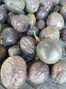 Fruta de la pasión púrpura fresca 40 piezas La fruta real - Imagen 1 de 2