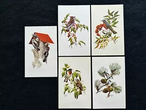 Francis Lee Jaques Unused Water Color Bird Art Postcard Lot of 5 - Picture 1 of 5