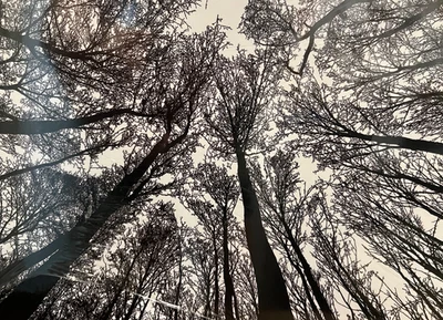 Bgraamiens Brain Games Bosque en Blanco y Negro 1000 Piezas Puzzle NUEVO PRECINTADO Foto 1 de 4