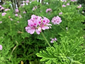 PELARGONIUM CITRONELLA LEMON SCENTED GERANIUM PINK FLOWERS 3 PLANT CUTTINGS  - Picture 1 of 11