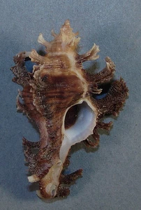 MUREX CROCATUS 54.96mm SUPER CHOICE DARK SPECIMEN Talicud Is., Philippines  - Picture 1 of 2