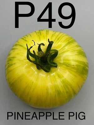 graine / seed tomate taille grosse variété PINEAPPLE PIG - Image 1 of 4
