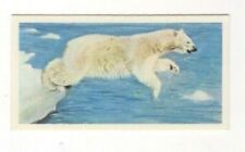 Brooke Bond Tea Wonders of Wildlife #20 Polar Bear