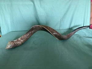 SHOFAR KUDU 26”-27”LONG HALF POLISHED EASY TO BLOW HAVE A DEEP SOUND 100% KOSHER - Picture 1 of 7
