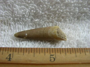 Dinosaur fossil tooth Pliosaurus Jurassic Marine reptile RARE 1.25 inch Cap88 - Picture 1 of 2