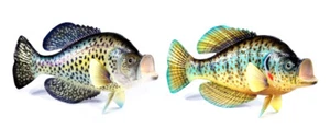 Hand Painted 15" Crappie Game Fish Replica Wall Mount Décor Plaque Sculpture 81 - Picture 1 of 7