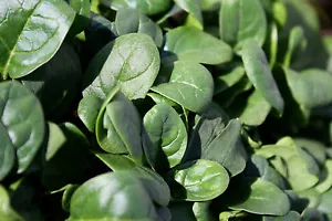 SPINACH * DARK GREEN * SLOW BOLTING * SMOOTH LEAF * 48 DAYS * - Picture 1 of 6