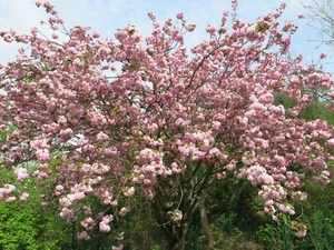 25 japanische Kirschblütensamen - Prunus serrulata - Sakura ostasiatischer Baum - Bild 1 von 8