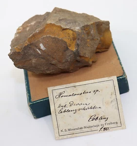 Trilobit, Homalonetus sp., Devon, Ems, Coblenza, Germania -k116 - Foto 1 di 7
