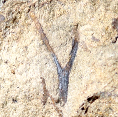 Unknown silurian fossil land plant unusual sporangia & Prototaxites Cooksonia - Image 1 of 4