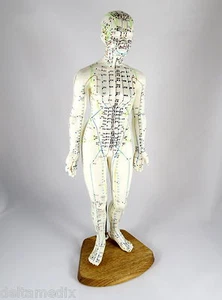 Professionnel Éducatifs Acupuncture 19 " Femelle 48cm Anatomie Médical Modèle - Imagen 1 de 2