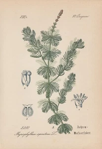 Ährige Tausendblatt (Myriophyllum spicatum) Chromo-Lithographie von 1885 - Bild 1 von 1