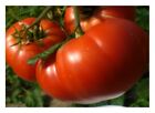 Tomate Mortgage Lifter Samen Tomatensamen für bis zu 1 kg schwere Tomaten !