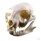 3x Lifelike Cat Skull Resin Replica Teaching Skeleton