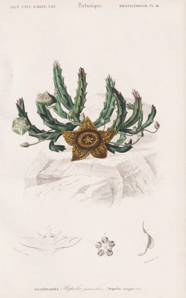 Stapelia Orbea variegata Aasblume botany engraving Stahlstich Orbigny 1861 - Bild 1 von 1
