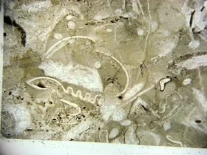 Ordovician Bromide Mountain Lake limestone fossil rich thin section Oklahoma #1 - Picture 1 of 3