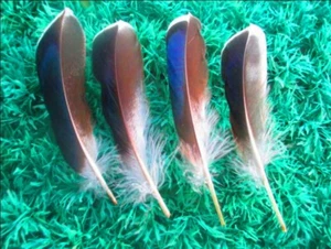 Natural duck Feathers 4-6inch/10-15cm 200 Pcs Diy carnival headress costume mask - Picture 1 of 1